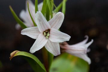 Fritillaria stenanthera
