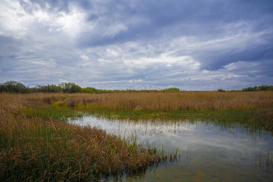 Horizontal image of a marsh with dry cordgrass in cloudy weather