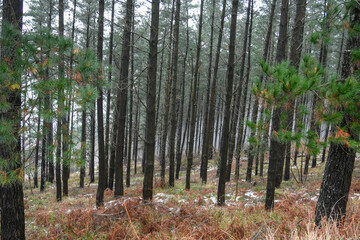 Pine forest with some snow on the ground