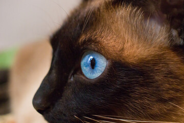 Siamese cat