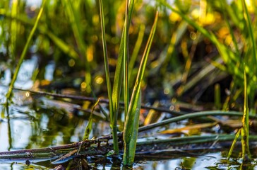 Grass on the water