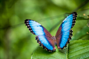 Beautiful blue morpho butterfly in a leaf