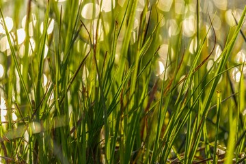 Gras and ray of the sun