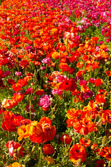 Fototapeta premium Fields of vibrant Ranunculus flowers