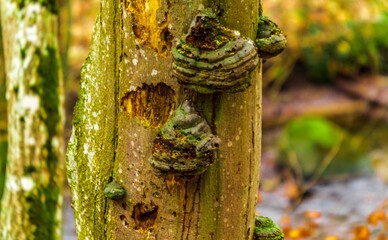 Tree and hub © Piotr