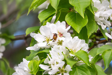 White blossoming apple trees. White apple tree flowers