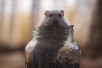 La ternura de un hamster
