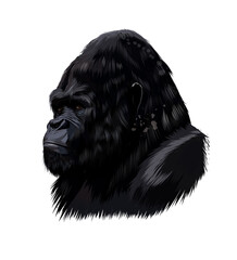 Gorilla head portrait from a splash of watercolor, colored drawing, realistic. Vector illustration of paints