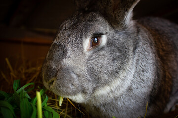 A very large gray rabbit that eats grass. Pet, rabbit sits in a cage with sad eyes.