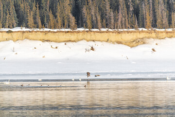 Spring time life back to the northern Canadian boreal forest. Taken in April with multiple different types of birds on the melting river ice.
