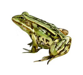 Green frog from a splash of watercolor, colored drawing, realistic. Vector illustration of paints