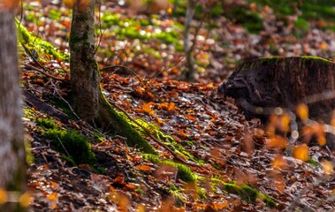 Forest tree