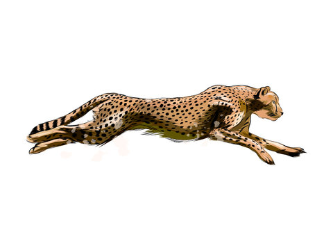 Cheetah from a splash of watercolor, colored drawing, realistic. Vector illustration of paints