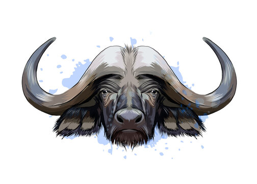 Bison, buffalo head portrait from a splash of watercolor, colored drawing, realistic. Vector illustration of paints