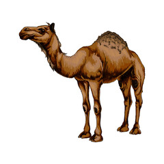 Arabian camel from a splash of watercolor, colored drawing, realistic. Vector illustration of paints