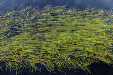 Sea grass floating on water