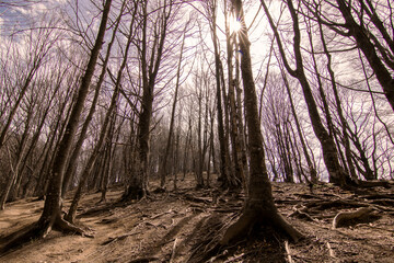 Fototapeta premium Tall trees and big roots