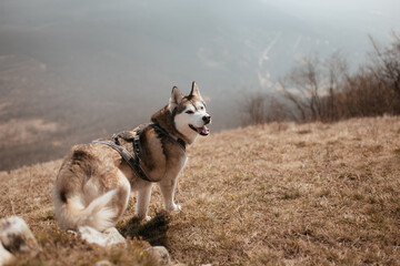 cute siberian husky dog standing on a hill in spring looking back happy
