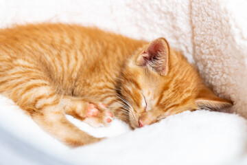 Fototapeta premium Cute ginger kitten sleeps
