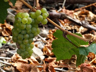 Grüne Weintraube am Zweig mit einem grünen Blatt vor Schieferweinberg