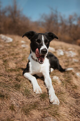 cute border collie dog lying down on a hill in spring looking happy licking her face