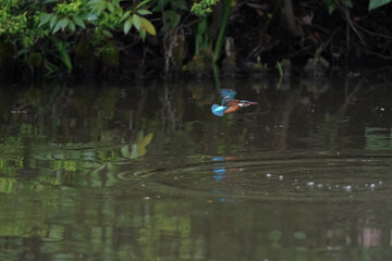Obraz na płótnie Canvas common kingfisher in the pond