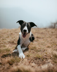 cute border collie dog doing a crossed legs trick lying down on a hill with a view in spring
