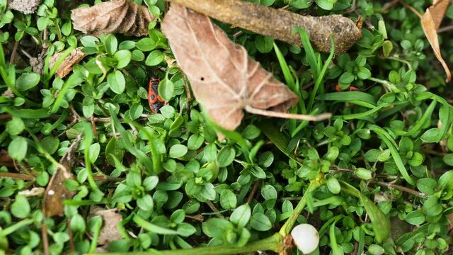 Beetles crawl through the green foliage. A genus of insects, red soldiers, beetles with a red shell