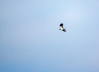 a spring lapwing flying under a clear blue sky