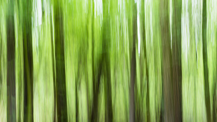 A beautiful abstract photo of a green forest. 