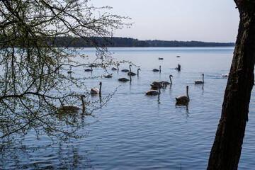 swans on the lake 