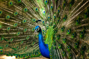 Obraz premium Beautiful peacock with colorful feathers. Captive animal of beautiful and vibrant colors.