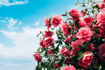 Pink Camellia Tree with Blooming Flowers