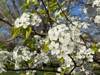 Obraz premium blooming dogwood tree with white petals 