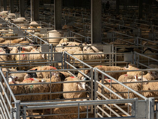 yorkshire live stock sheep and cattle market