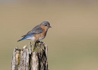 Female Eastern Bluebird Sitting on Post in Early Spring 