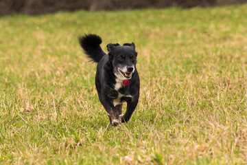 szczęśliwy radosny pies biegnie. - obrazy, fototapety, plakaty