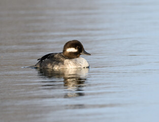 Female Bufflehead Swimming on Pond in Early Spring  