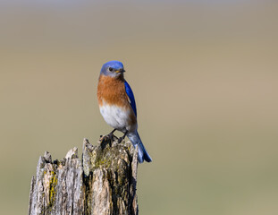 Male Eastern Bluebird Sitting on Post in Early Spring 