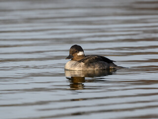 Female Bufflehead Swimming on Pond in Early Spring  