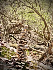 Stacked fungi on log framed with branches 