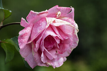 The pink rose in the colombian coffee zone