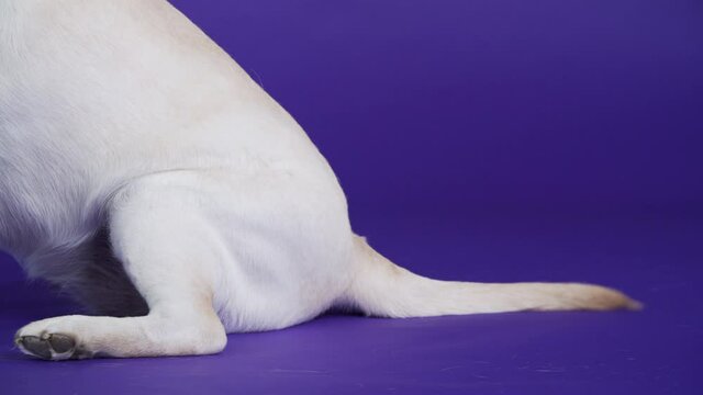 A Wagging Tail Of The Golden Retriever. Friendly Dog Is Wagging Its Tail. Violet Background