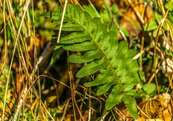 Fern Forest © Piotr