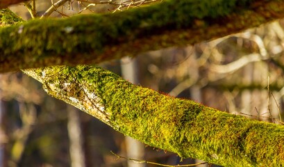 Forest moss © Piotr