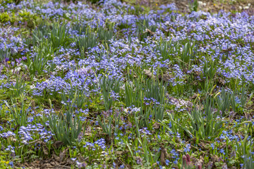 Fototapeta premium Uncultivated wild meadow with bright spring flowers and greenery
