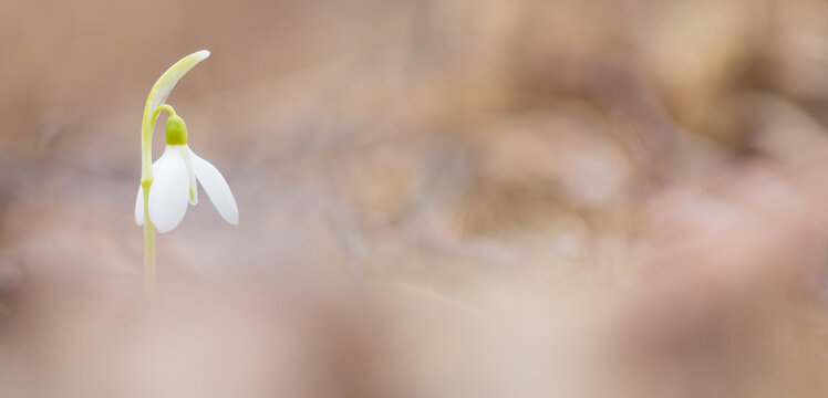 Galanthus nivalis or common snowdrop - closeup of blooming white flower in early spring in the forest
