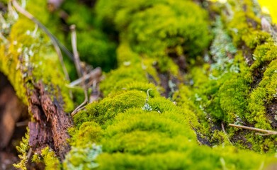 Forest moss