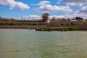 Flamingos in lagoon Fuente de Piedra. Picture taken 20.03.2021.