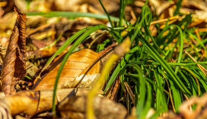 Grass in the Forest